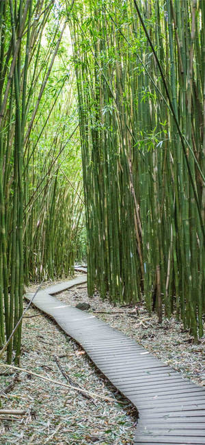 Paved Bamboo Trail Iphone Wallpaper