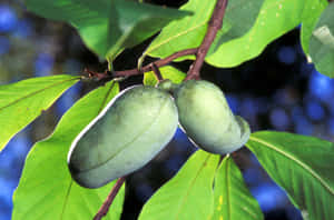 Pawpaw Fruit On Tree Wallpaper