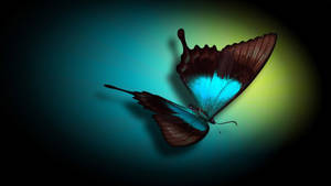 Pc Computer Desktop Butterfly Wallpaper