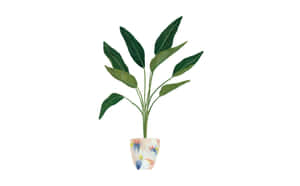 Peace Lilly Tacoma Minimalist Plant Desktop Wallpaper