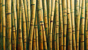 Peaceful And Serene View Of A Bamboo Forest Wallpaper