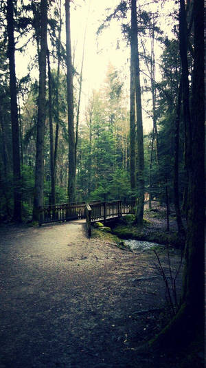 Peaceful Forest Life Wallpaper