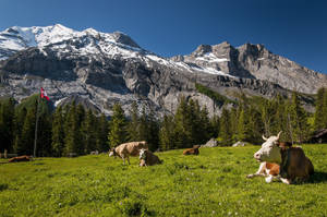 Peaceful Grazing In The Swiss Alps Wallpaper