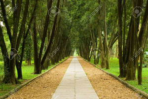Peaceful Pathway Wallpaper