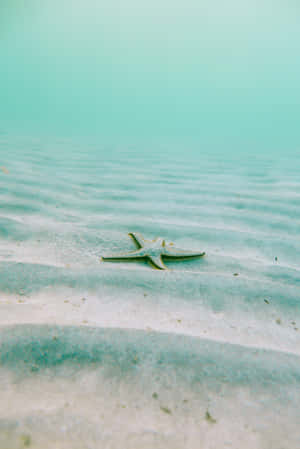 Peaceful Relaxing Starfish Phone Wallpaper