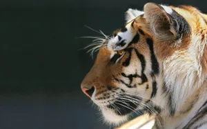 Peaceful Tiger Wallpaper