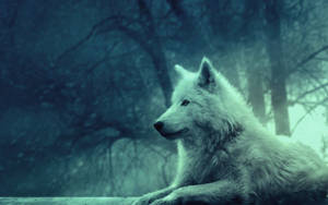 Peaceful White Wolf Wallpaper