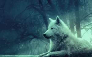 Peaceful White Wolf Wallpaper