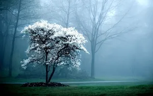 Peaceful Winter Season Wallpaper