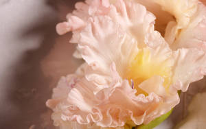 Peach Colored Gladiolus Flowers Wallpaper