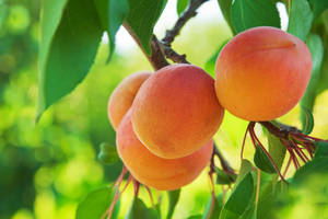 Peach Fruit On A Tree Wallpaper