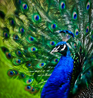 Peacock Close-up Shot Wallpaper