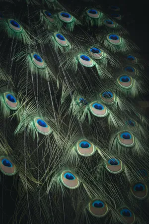 Peacock Feathers Display On Iphone 11 Pro Wallpaper