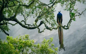 Peacock On Tree Wallpaper