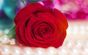 Pearl And Rose Flower Desktop Wallpaper