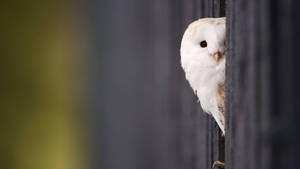 Peeking Baby Owl Wallpaper
