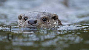 Peeking Otter Animal Wallpaper