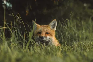 Peeking Red Fox Wallpaper