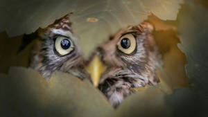 Peeping Owl Behind Leaves Wallpaper