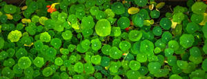 Pennywort Green Leaves Wallpaper