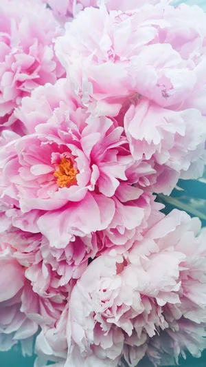 Peony Iphone - For A Beautiful, Modern Phone Experience Wallpaper
