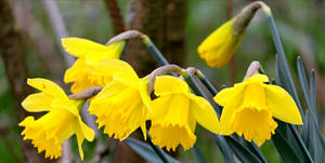 Perennial Narcissus Flowers Wallpaper