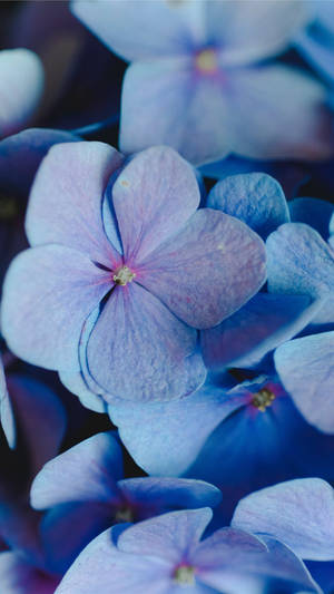 Periwinkle Aesthetic Flowers Wallpaper