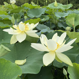 Perry's Giant Sunburst Lotus Flower Wallpaper
