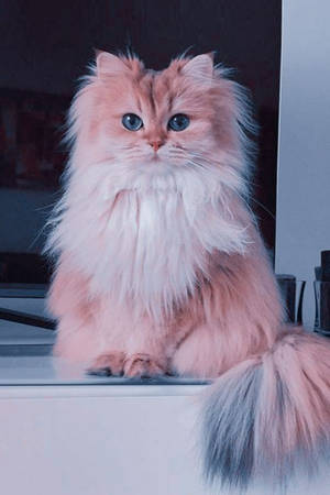 Persian Cute Cat Aesthetic Sitting And Staring Wallpaper