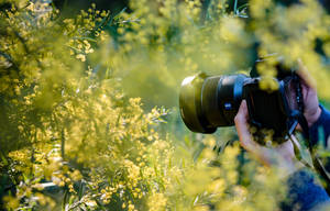 Person Taking Photography In Bushes Wallpaper