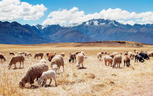 Peru Juliaca Sheep Fields Wallpaper