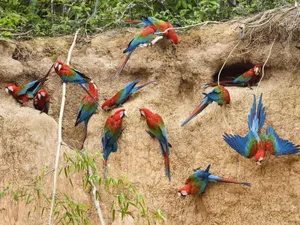 Peru Parrots Amazons Wallpaper