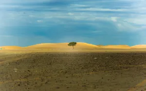 Pessimistic Lone Tree Wallpaper