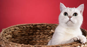 Pet Cat In Basket Wallpaper