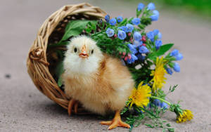 Pet Chick And Basket Wallpaper