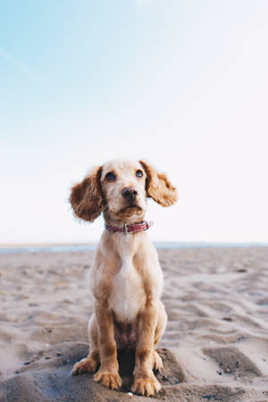 Pet Cocker Dog On Sand Wallpaper