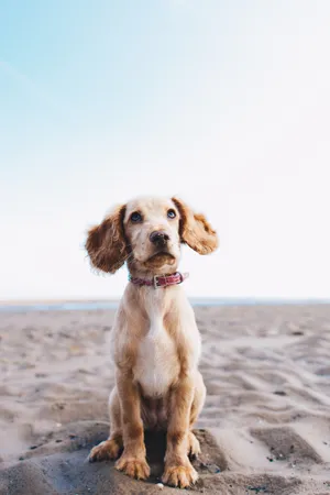Pet Cocker Dog On Sand Wallpaper