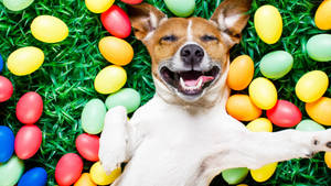 Pet Dog In Easter Wallpaper