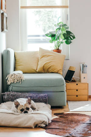 Pet Dog In Living Room Wallpaper