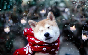 Pet Dog In Winter Wallpaper
