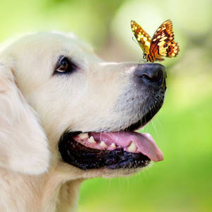 Pet Dog With Butterfly Wallpaper