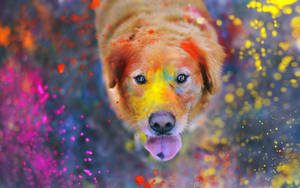 Pet Dog With Colorful Splashes Wallpaper