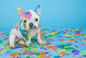 Pet Dog With Messy Paint Wallpaper