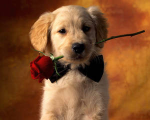 Pet Dog With Rose Wallpaper
