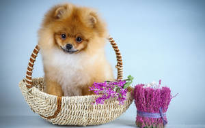 Pet Pomeranian Dog In Basket Wallpaper