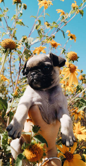 Pet Pug Dog And Sunflowers Wallpaper