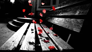 Petals Falling On Bench Wallpaper