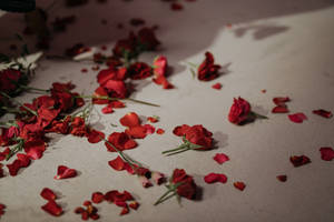 Petals Red Roses Wallpaper