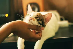 Petting Cat Under Chin Wallpaper