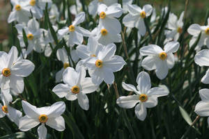 Pheasant Eye Narcissus Flowers Wallpaper